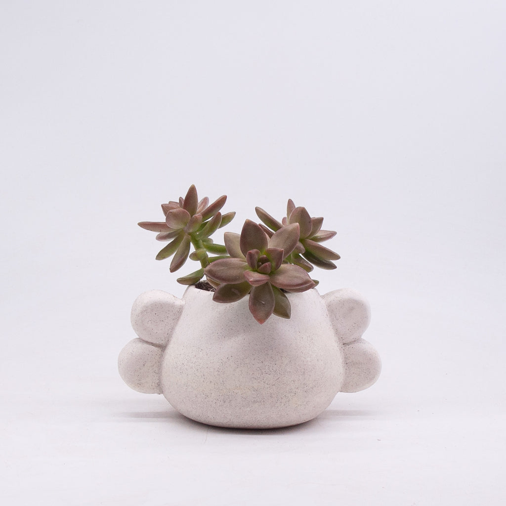 Small Orejas Planter