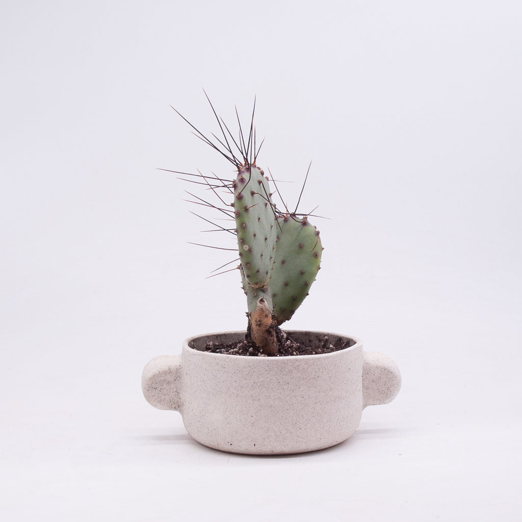 Small Oreja Planter