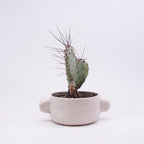 Small Oreja Planter