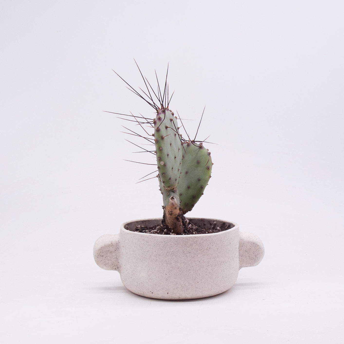 Small Oreja Planter