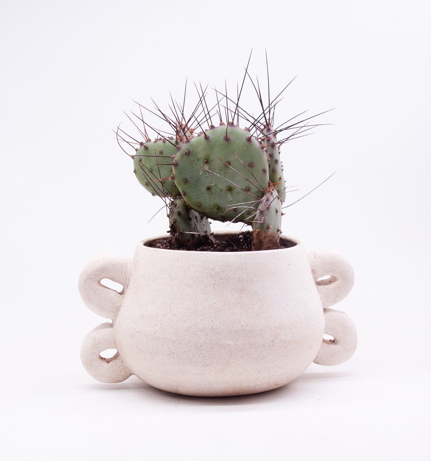 Medium Orejas Planter